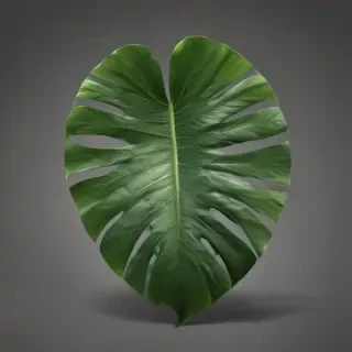 tropical leaf png