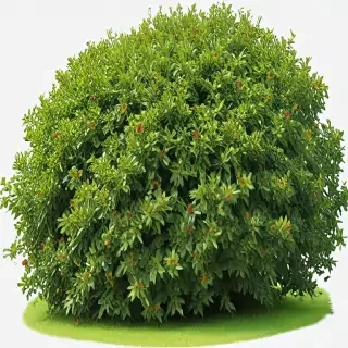 shrub png