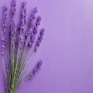 lavender background