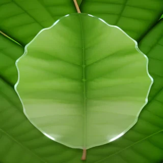 leaf transparent background