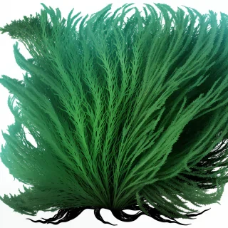 seaweed png