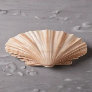 seashell png