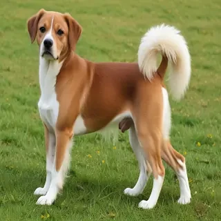 turkish vankedisi breed
