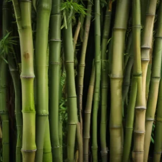 bamboo background