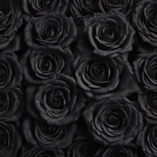 black roses background