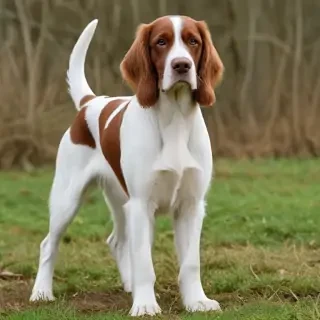 irish red and white setter