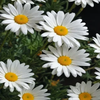 daisy flower wallpaper