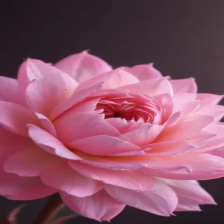 pink iphone wallpaper hd