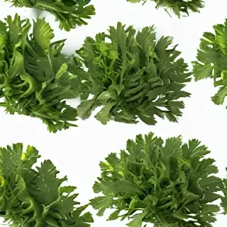 seaweed png