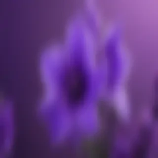 cute wallpapers purple
