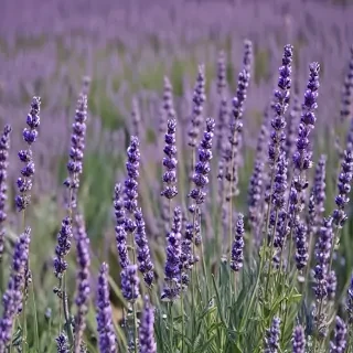 lavender wallpaper