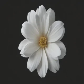 white flower png