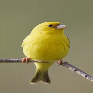 yellow finch