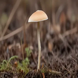thin stemmed mushroom