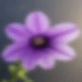 transparent purple flower