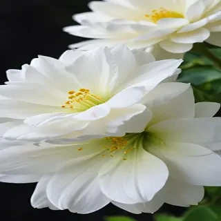 white flower wallpaper