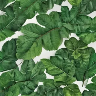 green leaf png