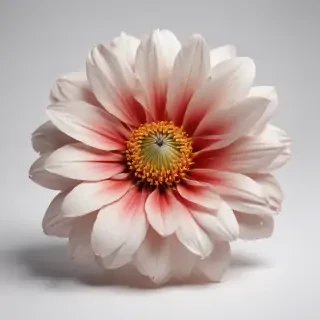flower on white background