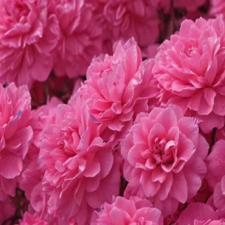 hot pink wallpaper for iphone