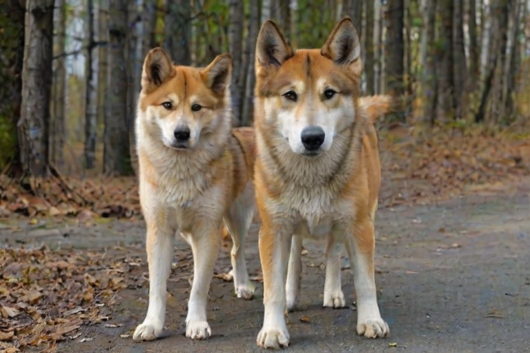 yakutian laika dog breed