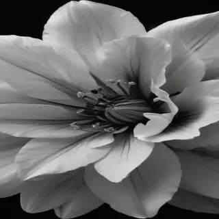 black and white flower