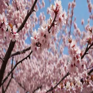 cherry blossom backround