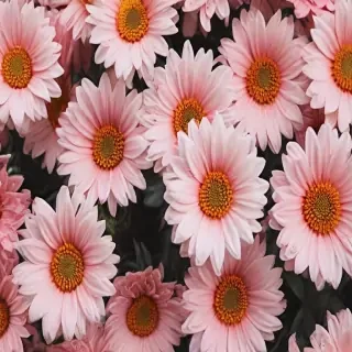 aesthetic flower desktop wallpaper