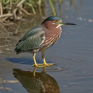 green heron