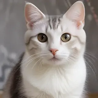 russian white black and tabby cat breed