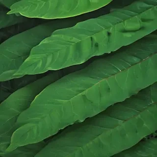 green leaf background