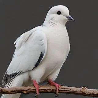 png dove