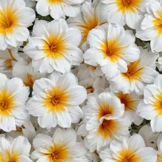flower with white background