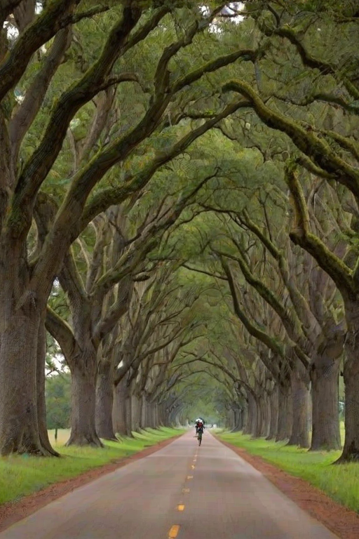 Quiet, rural road lined with towering oak trees, their branches arching overhead, creating a natural canopy for the lone cyclist passing beneath.