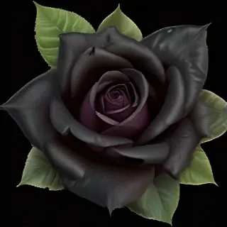 black roses png