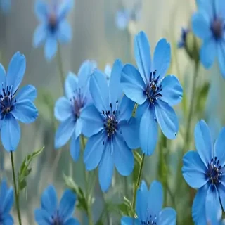 blue flowers background