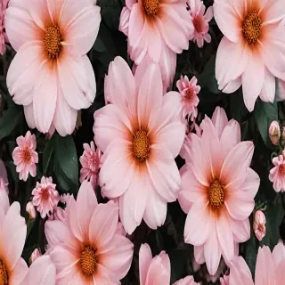 asthetic flower wallpaper
