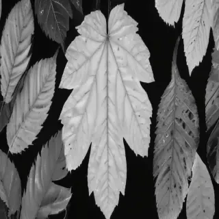 leaf white and black