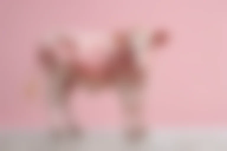 pink cow print wallpaper