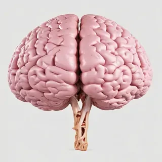 brain png