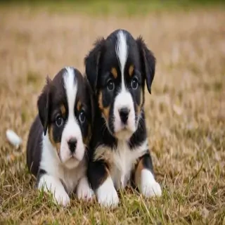 puppies for backgrounds