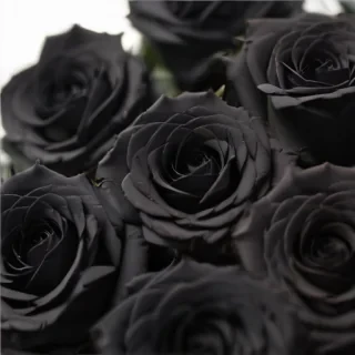 black roses background