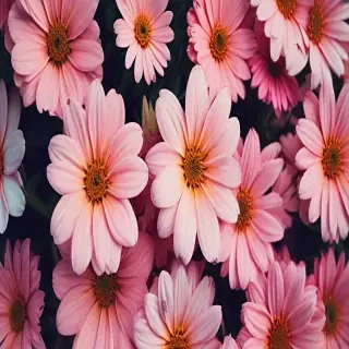 flowers iphone wallpaper
