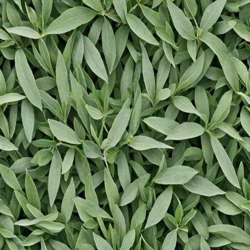 sage green images