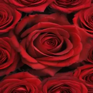 red rose background