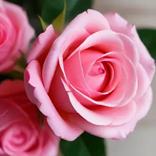 full screen rose wallpaper hd