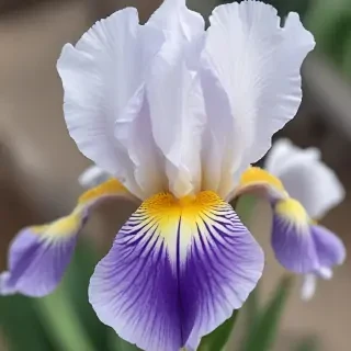 iris flower