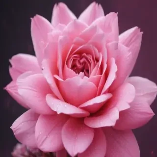wallpapers pink iphone