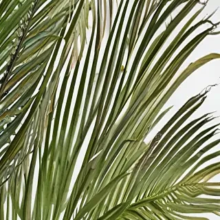 palm tree leaf png
