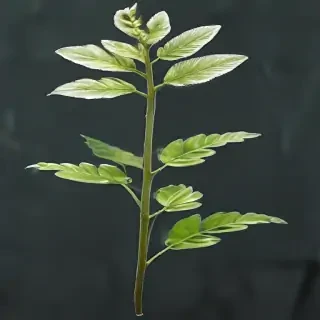 transparent plant