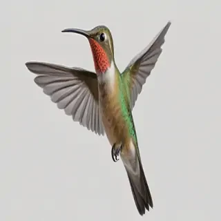 humming bird png